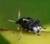 Bruchus sp.